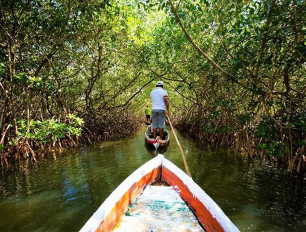 Paseo en bote por los túneles de manglares en el Parque Nacional Estero Hondo, cerca de Punta Rucia.