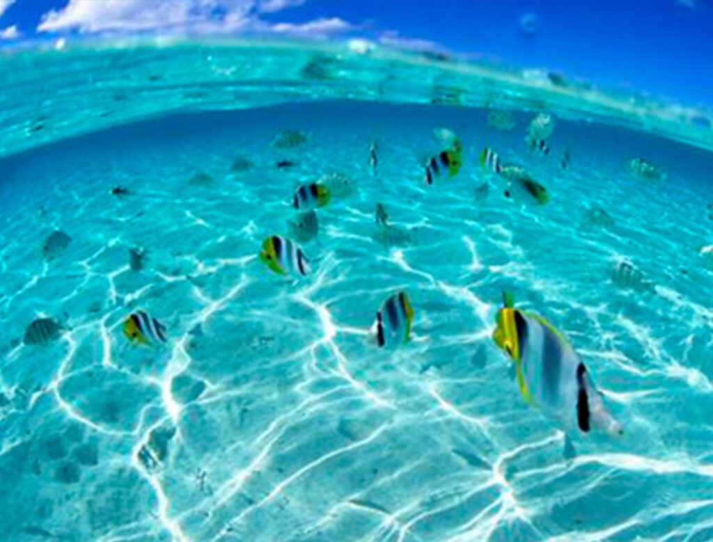 Peces tropicales nadando en las aguas cristalinas de Cayo Arena, ideal para hacer snorkel.